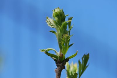 Xanthoceras sorbifolium - žlutoroh jeřábolistý - jarní pučení